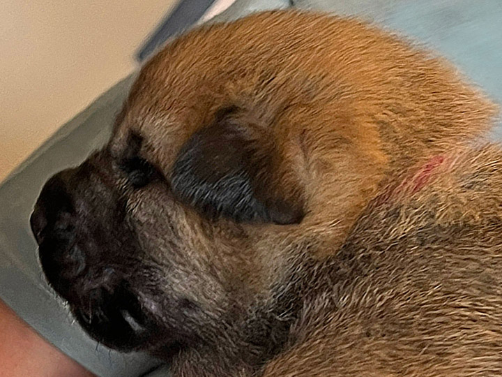 chinook puppy